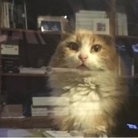 Ayhan Sezgin (@sezginnaz) 's Twitter Profile