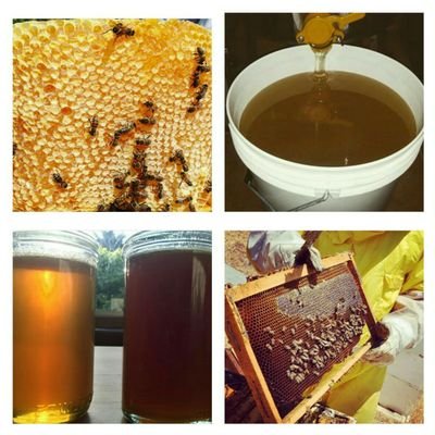 Apiculture et la vente de toutes sortes de miel