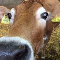 Old Hall Farm(@OldHallFm) 's Twitter Profile Photo