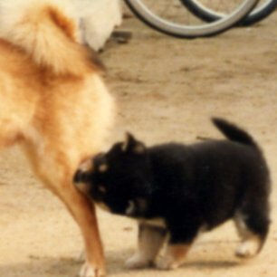 やれる事やってます。気になる事象に、「是々非々」で噛み付きマス。「野球人」で、「阪神ふぁん」ッス！『努力に勝る才能なし。』野村克也。　努力します！