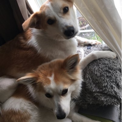 ring_a_bell's profile picture. ごっち亡き後、我が家に来てくれたのが、与論島生まれの保健所保護犬のルイと若葉です。 2019年からフーテンの保護猫風太郎も合流。 おかしゃんのライフワークは青森の伝統工芸のこぎん刺しと菱刺しの素晴らしさや刺す楽しみをお伝えすることと、その作品作りです。 一日中エフヨコかけっぱです。