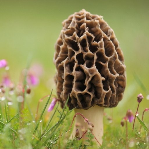 Tiny Courses in #Mycology: knowledge nuggets and interesting facts about mushrooms and mycology, curated by @tinyCourses.