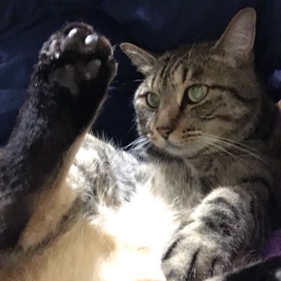ryanryannyan225's profile picture. 茶トラと黒猫と三毛猫と茶トラの姉ちゃん。 白猫♂待ち。推しは推せるときに推す。好き💕猫。文房具。新し物。とんねるず。野猿。B Pressure。ブラボーカンパニー。ゴツプロ！。神波憲人さん。佐藤正和さん。ゆとりフリーターさん。杏蒔。亜都。モニターや懸賞応募ツイ多。事務員。土曜たまに仕事。野猿のコンサートの時に（文字数