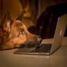 Nikkorman47's profile picture. Animal lover, humanist, atheist. Sorry, no DM's.