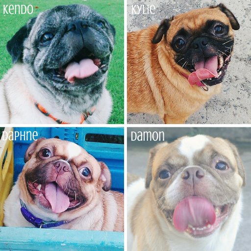 A pug, his descendants, and 2 aspins. Est. 2010 IG: @thepuggery // @kendothepug