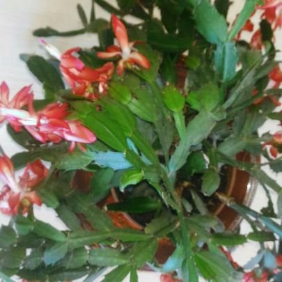 HusamettinUzan's profile picture. 