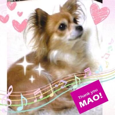 calme922m's profile picture. フィギュアスケート観戦が一番の楽しみ♪2012年初生観戦PIWでデビュー☆好きなスケーターは沢山いるけれど、記憶に残る演技を見せてくれるスケーターが好き♪大ちゃん&真央ちゃんは特別！！ｽｹｰﾄに全く興味無いと思った場合ﾌﾞﾛｯｸするかも。名前は、天国に行ってしまったアイコンのワンコの名前♪