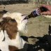 Beergoats 🐐 (@beergoats4) Twitter profile photo Beergoats 🐐 (@beergoats4) Twitter profile photo