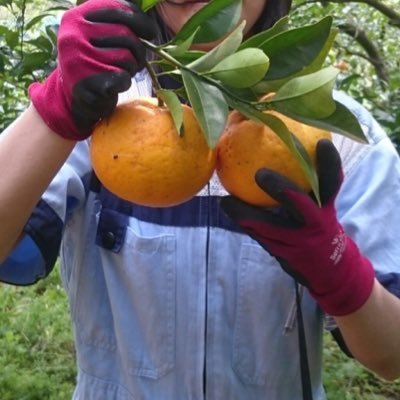 大阪府泉佐野市と和歌山県で、農業や地域イベントのボランティアを行っています🍊参加希望の方DM･メール《ichidai.enno@gmail.com》お待ちしてます✨