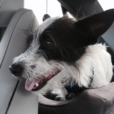 unkle_jak's profile picture. I'm a snarky libertarian with a high gain BS detector. The Terrier is cute but comes with plenty of attitude