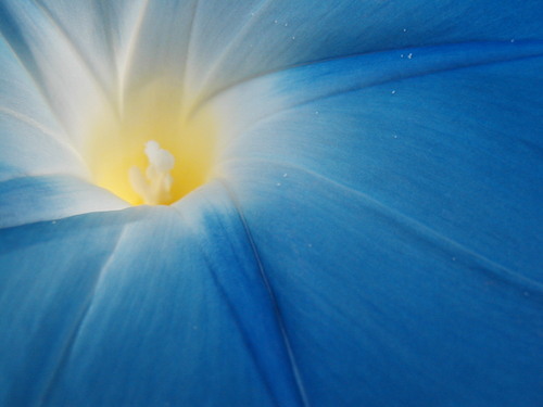 hoznobs's profile picture. darwinian nondualist