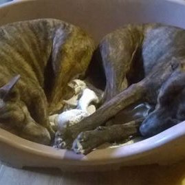 My name is Tigger I have just started a new life in a FUREVERHOME with my new Sisfur Lola https://t.co/HcMJBg7uhK