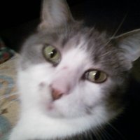 catsmeow (@gaby68068) 's Twitter Profile