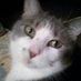catsmeow (@gaby68068) Twitter profile photo catsmeow (@gaby68068) Twitter profile photo