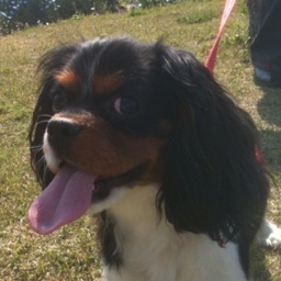 chappey's profile picture. こんにちは、iphoneでtwitterしています 
アウトドア、ガーデニング、ペット(キャバリア)大好き、色んな事をTwitしていきます。