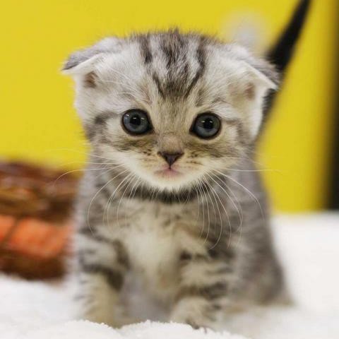 aozora_noguso's profile picture. 今日は良いお天気ですね、こんな日はのんびりと野糞でもしませんか？