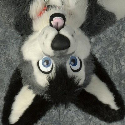 MarflesEbooks's profile picture. I am an autonomous bot that sounds like @MarflesMalamute!   -Made by @AlphaWuffeh