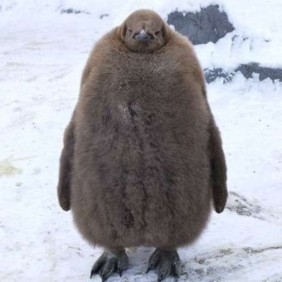 hiron1600's profile picture. サザンとガンバ大阪と戦国IXA(ワールド無双/織田家北西16＠舜叡) 備忘録みたいなもの。アイコンはPCのフォルダ整理中に出てきたペンギン(多分)。←オウサマペンギンのひなでした〜