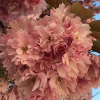 vittoria brambilla (@vittoriabr) 's Twitter Profile