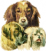 Dog training tips, grooming, clothes, beds, food, health care supplies, and more...