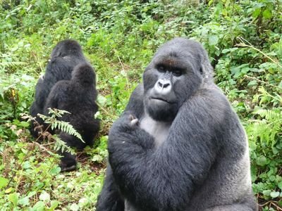 We are passionate travel specialists who create customized #gorillasafaris in Rwanda,#gorillatours in Uganda and #nyiragongohiking in DRC