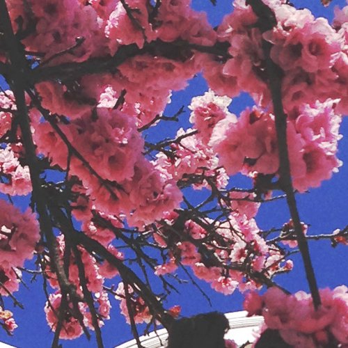 maryenugen's profile picture. Animal advocate, foster, rescuer since twenties. Write about animals. Presently writing cozy mystery. Believe in God and freedom of speech.