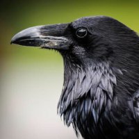 john raven(@greatrav1) 's Twitter Profile Photo