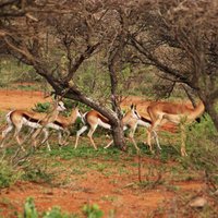 شركة اسفار العالم لرحلات الصيد (@asfarhunting) 's Twitter Profile Photo