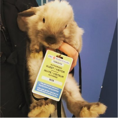 FlynnServiceBun's profile picture. Hi! My name is Flynn and I am a student studying Children's Media at Centennial. Follow me and learn about my job as a Service Animal🐰