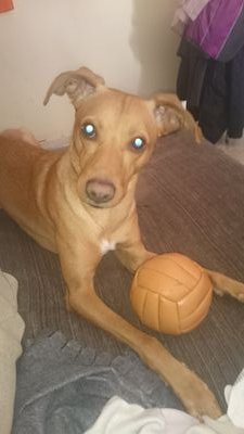 BossNievos's profile picture. 