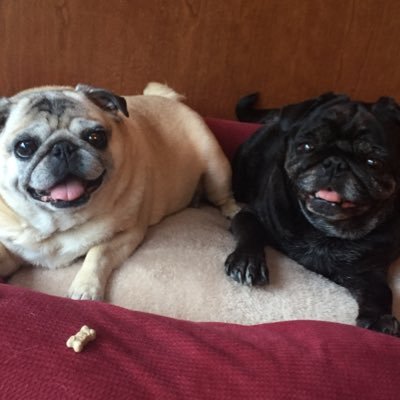 Hi there! We are Coco and Lola! (Coco is the black one, and Lola is the fawn one.) We are 12 year old pugs who live in Cape Cod, Massachusetts.