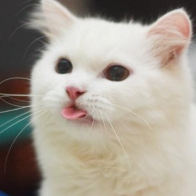 Front-End Full-Stack Dev | React, Node.js, TypeScript | Building user-friendly web apps | Passionate about tech innovation | https://t.co/kyjfaijbXl
