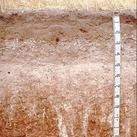 SA Soil Science(@SASoilScience) 's Twitter Profile Photo