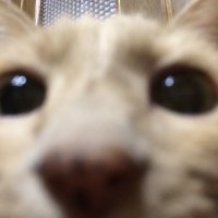 きりな (@kirikrina) 's Twitter Profile Photo きりな (@kirikrina) 's Twitter Profile Photo