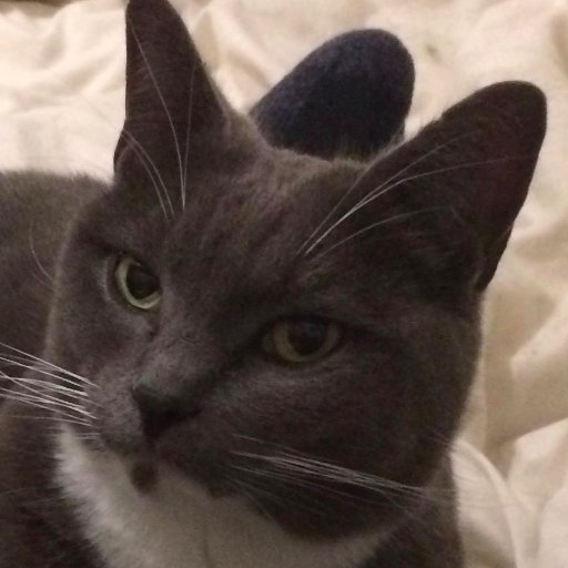 dadthighs's profile picture. Wholesome Hardcore (emotive)