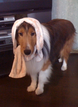 xmino's profile picture. 早鞆の瀬戸に癒されて...きょうも頑張りたいなぁ〜 趣味的なものは、写真・航空無線・模型 （空物）・PC（Mac）・音楽など。 嗜好品は、コーヒー・少し熟したバナナ・パイナップル・ ナッツ類・ウイスキー・芋焼酎 • 愛猫４ ロナ君-かごめちゃん 琴ちゃん・つくしちゃん、とても可愛い🐈ちゃんです。ニャー