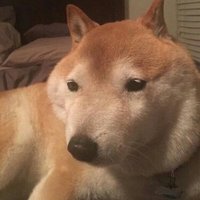 ダメ犬君 (@bad_dog_) 's Twitter Profile