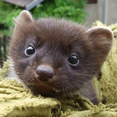 lesfouinesdunet's profile picture. Fourbe à 200%