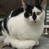 CatButler(@CatSocialist) 's Twitter Profile Photo