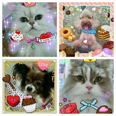 動物､音楽､珈琲､chocolate､美しいもの､不思議なもの､笑えること､バナナマン､が好きです♪情報ﾂｰﾙとしてTwitter利用。呟きは稀ですが宜しくお願いします☆無言フォローしちゃいますごめんなさいm(__)m RTいいね多し!?
地震感知猫ﾌｰﾁｬﾝ😺17歳🌈ﾘﾝ🐱ｽﾓﾓ&ﾗｲﾑ🐶🌈