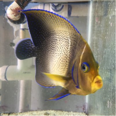 Located on the historic Independence, MO Square. We sell salt and freshwater fish, plants, and supplies. Check out our tank cleaning services too. 816.833.9121