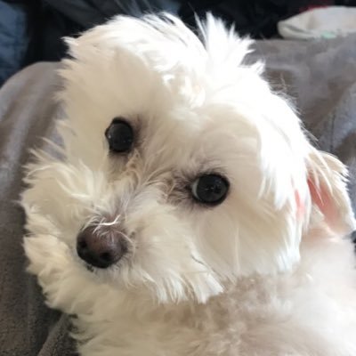 vnegri511's profile picture. 