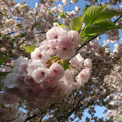 cuteyunagirl's profile picture. 