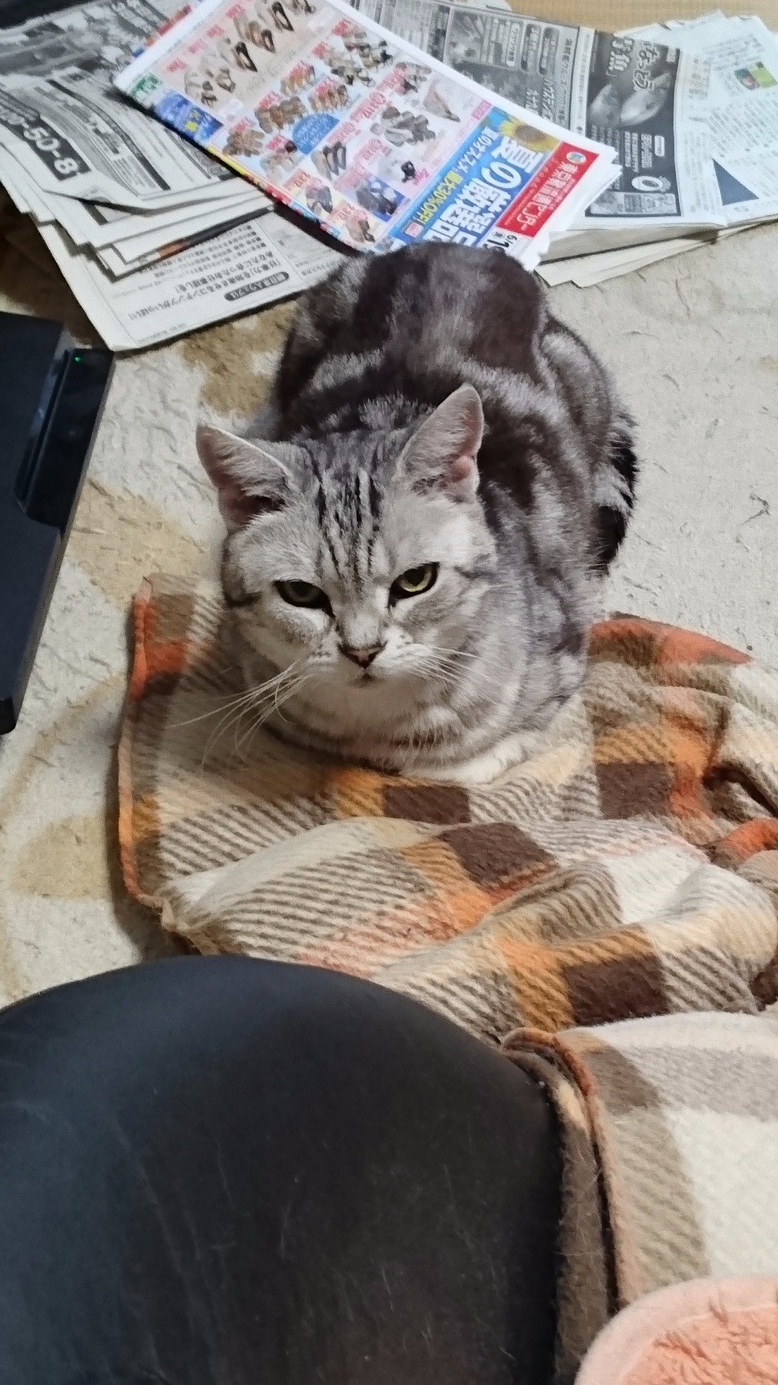 Miinyan3284's profile picture. 猫が大好き