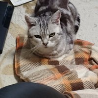 にゃんズ (@miinyan3284) Twitter profile photo
