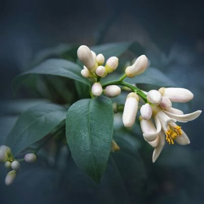 msm224mortar's profile picture. 