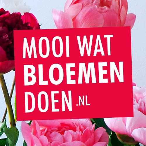 Mooiwatbloemendoen.nl is een initiatief van Bloemenbureau Holland en laat je ervaren dat bloemen volop blijdschap brengen.