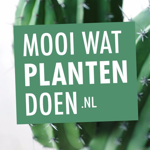 Mooiwatplantendoen laat je ervaren waarom je je lekkerder voelt met planten. Volg ons voor handige tips, leuke acties, plantennieuws en inspirerende beelden.