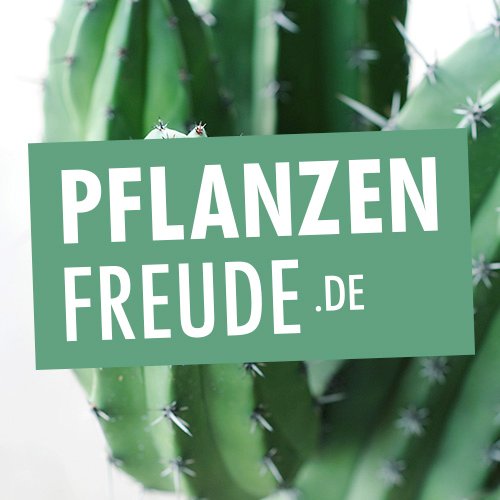 pflanzenfreude's profile picture. Pflanzenfreude.de ist eine Initiative von Blumenbüro Holland, die Sie erleben lässt, dass Sie sich in der Gesellschaft von Pflanzen einfach wohler fühlen.