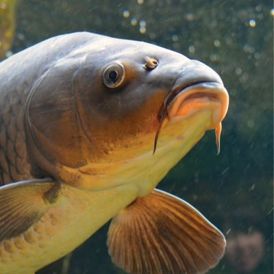 You'll never see me but I'm there. Watching. Waiting. It's all about the carp...